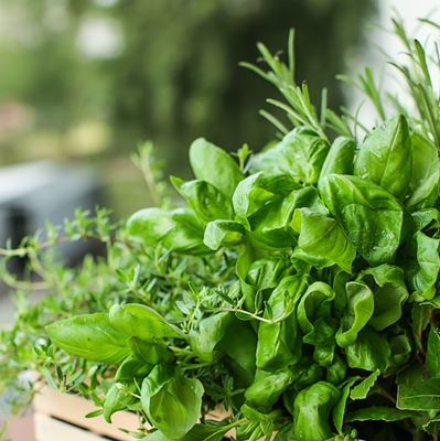 Herbes aromatiques